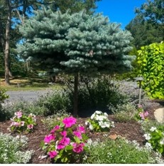 Evergreen and seasonal color