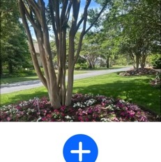 Tree garden bed